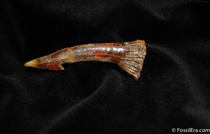 Giant Sawfish Tooth With Great Enamel #290